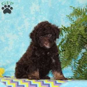 Chocolate, Toy Poodle Puppy